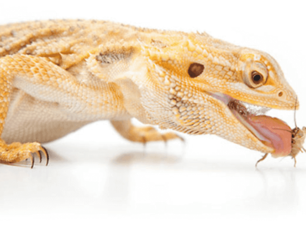 Best 7 foods for Bearded Dragons