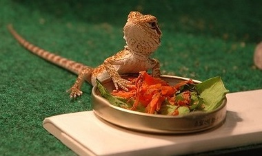 Best 7 Foods For Bearded Dragons Mypetcarejoy