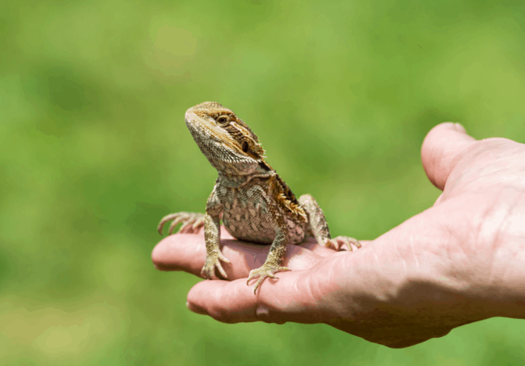 bearded-dragon