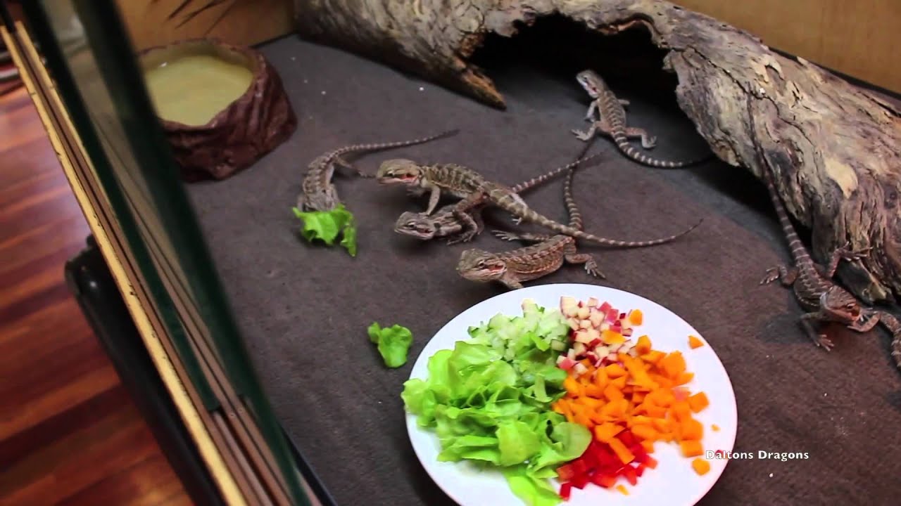 food dragon