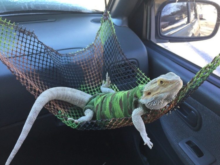 Best 7 Bearded Dragon Hammock MyPetCareJoy