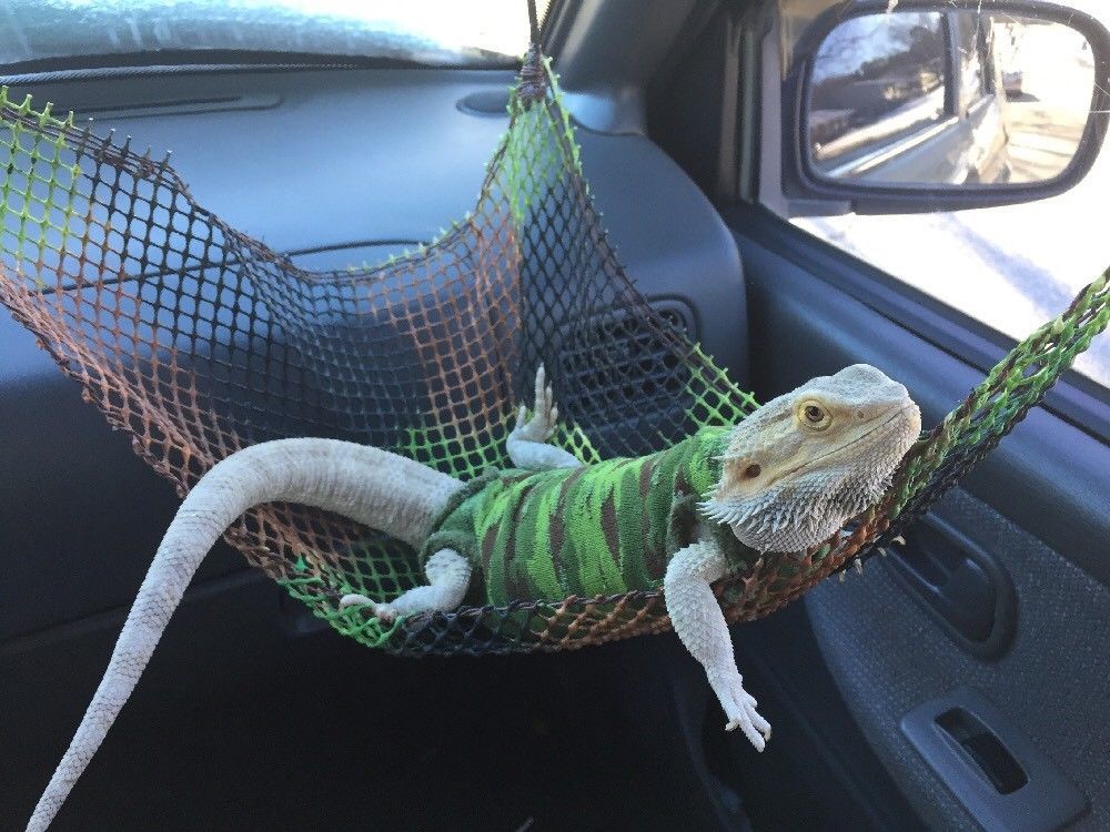 Bearded-Dragon-Hammock