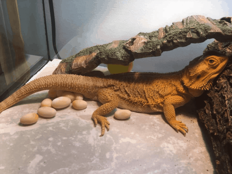 how do you take care of bearded dragon eggs