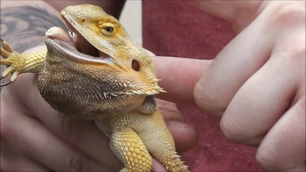 Why Do My Bearded Dragons do Slow Head Bobbing? | MyPetCareJoy