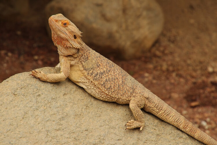 How Long You can Leave Bearded Dragon Alone? | MyPetCareJoy