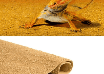 How to clean bearded dragon carpet?