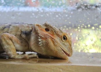 bearded dragons hydrate