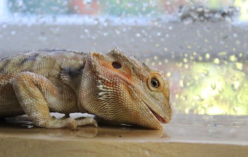 bearded dragons hydrate