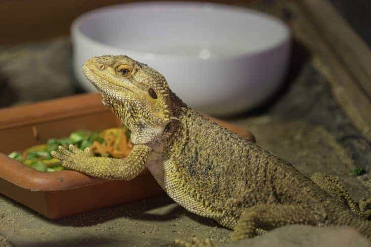 care-for-a-bearded-dragon