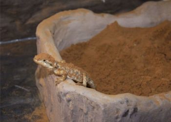 bearded dragons dig