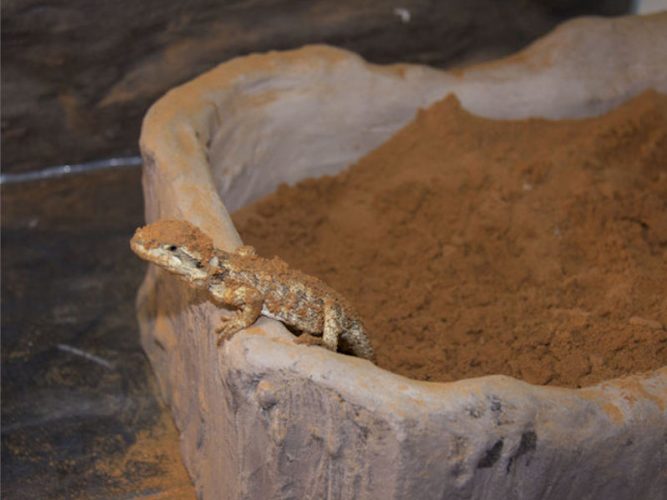 bearded dragons dig