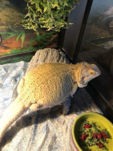 Baby Bearded Dragon Fat Belly- What should we do