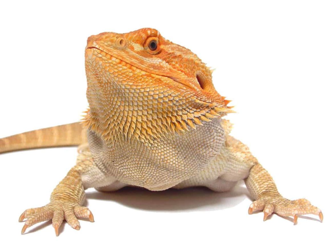 How to Pick the Best tank Size For Your Bearded Dragon [Chart