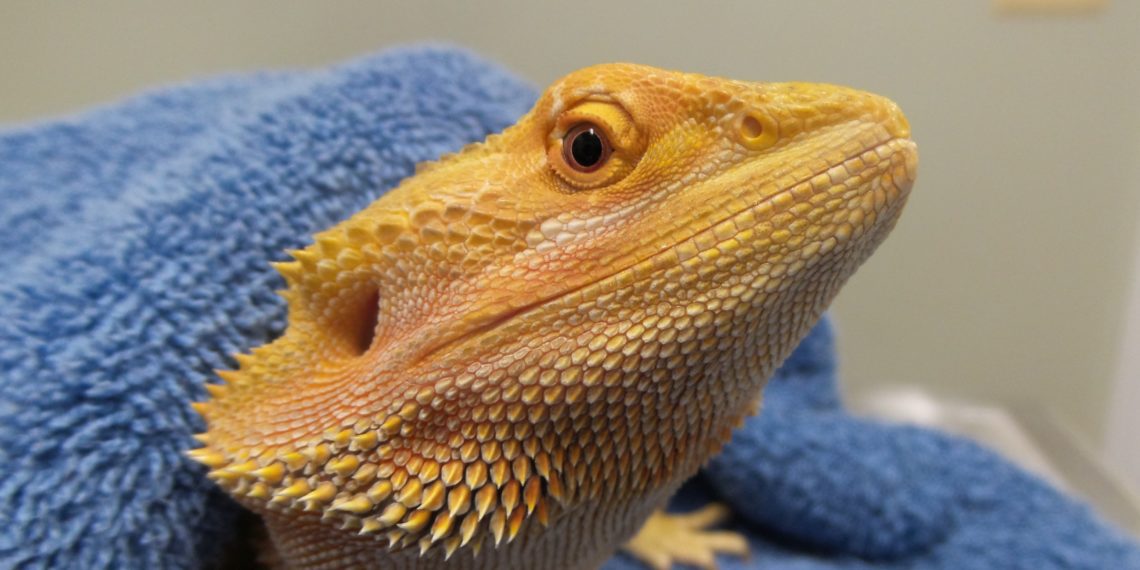 What Happens If A Bearded Dragon Gets Too Cold? MyPetCareJoy