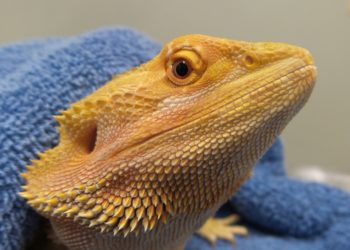 Bearded Dragon Gets Too Cold