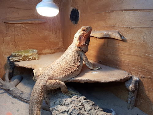 Bearded-Dragon-basking-under-lights