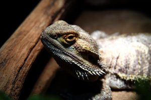 Bearded Dragons Drink