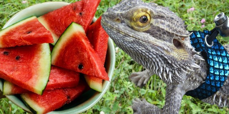 Bearded Dragons Eat Watermelon