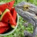 Bearded Dragons Eat Watermelon