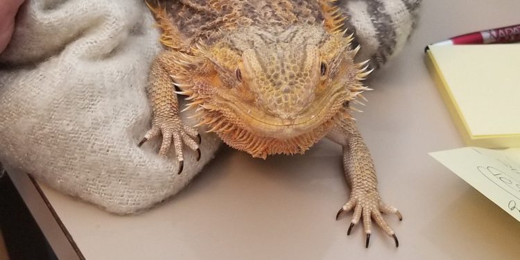 Bearded Dragons Recognize