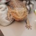 Bearded Dragons Recognize