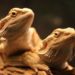 Bearded Dragons Together