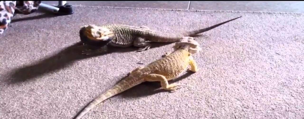 Can Bearded Dragons Live Together? A Safety Guide MyPetCareJoy