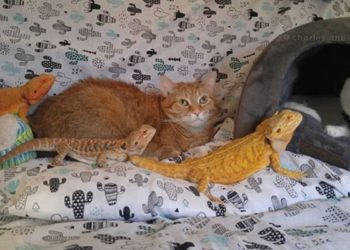 Bearded Dragons Get Along with Cats and Dogs