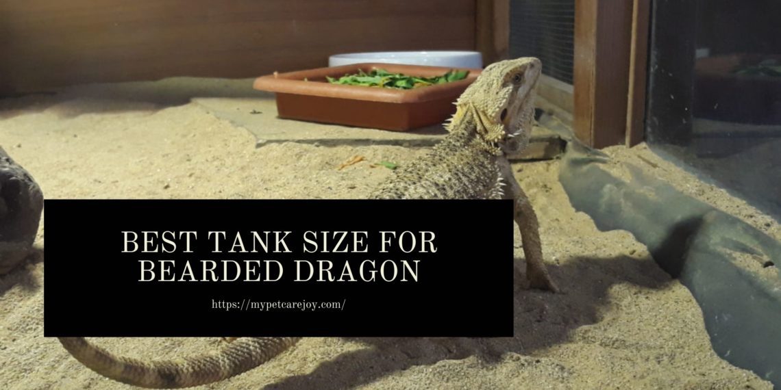 How to Pick the Best tank Size For Your Bearded Dragon [Chart