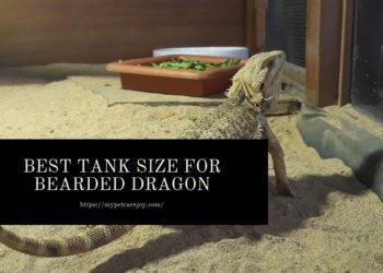 Best tank Size for Bearded Dragon
