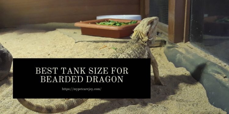 Best tank Size for Bearded Dragon
