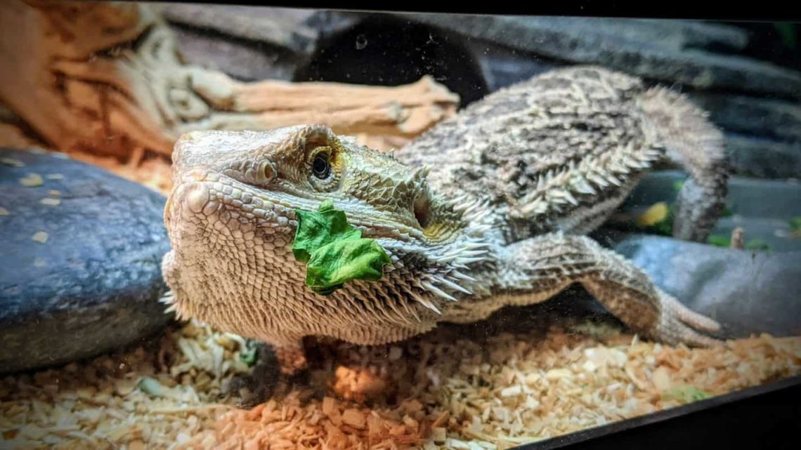 Can Bearded Dragons Eat Radishes? MyPetCareJoy