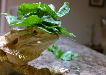 Can Bearded Dragon Eat Spinach