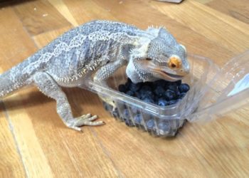 Can Bearded Dragons Eat Blueberries