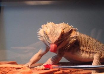 Can Bearded Dragons Eat