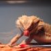 Can Bearded Dragons Eat