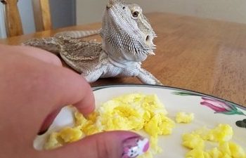 Can Bearded Dragons Eat eggs