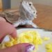 Can Bearded Dragons Eat eggs