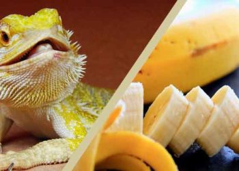 Can Bearded dragons eat bananas