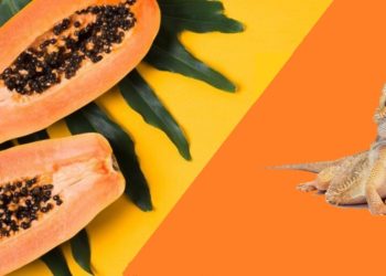 Can Bearded ragons Eat Papaya