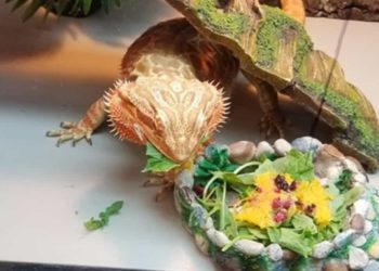 Can bearded dragons eat Broccoli