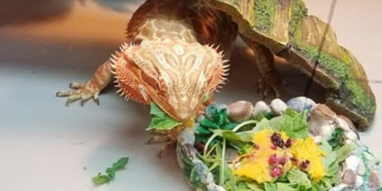 Can bearded dragons eat Broccoli