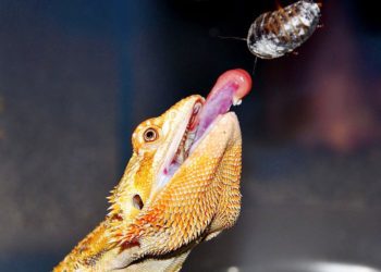 What Kind of Roaches can Bearded Dragons Eat?