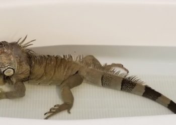 Iguana Bath