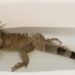 Iguana Bath