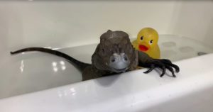 Iguana-Bath-Time