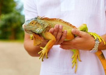 Iguana-Handling