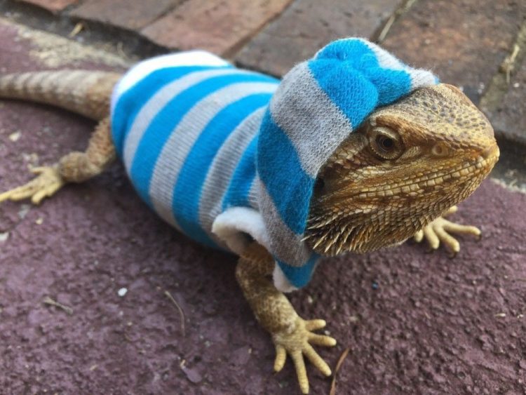 What Happens If A Bearded Dragon Gets Too Cold? MyPetCareJoy