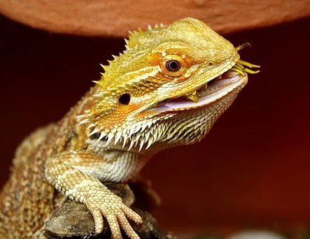 bearded-dragon-eat