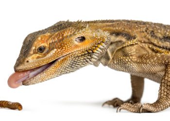 Bearded Dragons Eat Superworms
